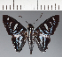  (Hesperiidae_gen sp. CF74 - CFC33995)  @11 [ ] copyright (2023) Center For Collection-Based Research Center For Collection-Based Research