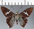 (Hesperiidae_gen sp. CF79 - CFC33998)  @11 [ ] copyright (2023) Center For Collection-Based Research Center For Collection-Based Research