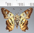  (Hesperiidae_gen sp. CF455 - CFC34002)  @11 [ ] copyright (2023) Center For Collection-Based Research Center For Collection-Based Research