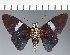  (Hesperiidae_gen sp. CF448 - CFC34006)  @11 [ ] copyright (2023) Center For Collection-Based Research Center For Collection-Based Research