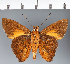  (Hesperiidae_gen sp. CF449 - CFC34007)  @11 [ ] copyright (2023) Center For Collection-Based Research Center For Collection-Based Research