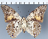  (Prepona sp. CF06 - CFC34011)  @11 [ ] copyright (2023) Center For Collection-Based Research Center For Collection-Based Research