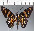  (Hesperiidae_gen sp. CF457 - CFC34092)  @11 [ ] copyright (2023) Center For Collection-Based Research Center For Collection-Based Research