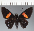  (Hesperiidae_gen sp. CF453 - CFC34093)  @11 [ ] copyright (2023) Center For Collection-Based Research Center For Collection-Based Research