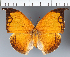  (Anaea sp. CF07 - CFC34124)  @11 [ ] copyright (2023) Center For Collection-Based Research Center For Collection-Based Research