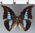  (Prepona sp. CF08 - CFC34137)  @11 [ ] copyright (2023) Center For Collection-Based Research Center For Collection-Based Research