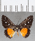  ( - CFC34407)  @11 [ ] Copyright (2019) Christer Fahraeus Center For Collection-Based Research