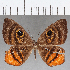  (Mesosemia sp. CF283 - CFC34446)  @11 [ ] Copyright (2019) Christer Fahraeus Center For Collection-Based Research