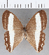  ( - CFC34470)  @11 [ ] copyright (2020) Christer Fahraeus Center For Collection-Based Research