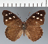  (Eunica sp. CF32 - CFC34479)  @11 [ ] copyright (2023) Center For Collection-Based Research Center For Collection-Based Research