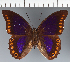  (Prepona brooksiana - CFC34802)  @11 [ ] copyright (2023) Center For Collection-Based Research Center For Collection-Based Research