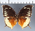  (Anaea sp. CF09 - CFC34825)  @11 [ ] copyright (2023) Center For Collection-Based Research Center For Collection-Based Research