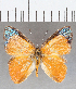 ( - CFC34991)  @11 [ ] Copyright (2020) Christer Fahraeus Center For Collection-Based Research