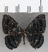  ( - CFC35107)  @11 [ ] Copyright (2020) Christer Fahraeus Center For Collection-Based Research