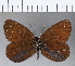  (Punapedaliodes - CFC03511)  @13 [ ] Copyright (2018) Christer Fahraeus Center For Collection-Based Research