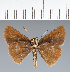  (Hesperiidae_gen sp. CF370 - CFC35140)  @11 [ ] copyright (2023) Center For Collection-Based Research Center For Collection-Based Research