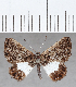  (Roeberella lencates - CFC35149)  @11 [ ] Copyright (2020) Christer Fahraeus Center For Collection-Based Research