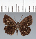  (Hesperiidae_gen sp. CF361 - CFC35152)  @11 [ ] copyright (2023) Center For Collection-Based Research Center For Collection-Based Research
