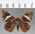  ( - CFC03525)  @11 [ ] Copyright (2018) Christer Fahraeus Center For Collection-Based Research