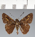  (Hesperiidae_gen sp. CF282 - CFC35344)  @11 [ ] copyright (2023) Center For Collection-Based Research Center For Collection-Based Research