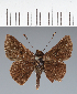  (Hesperiidae_gen sp. CF368 - CFC35392)  @11 [ ] copyright (2023) Center For Collection-Based Research Center For Collection-Based Research