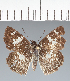  (Hesperiidae_gen sp. CF274 - CFC35400)  @11 [ ] copyright (2023) Center For Collection-Based Research Center For Collection-Based Research