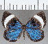  (Mesosemia sp. CF301 - CFC35406)  @11 [ ] Copyright (2020) Christer Fahraeus Center For Collection-Based Research