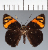  (Hesperiidae_gen sp. CF393 - CFC35446)  @11 [ ] copyright (2023) Center For Collection-Based Research Center For Collection-Based Research