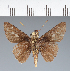  (Hesperiidae_gen sp. CF364 - CFC35486)  @11 [ ] copyright (2023) Center For Collection-Based Research Center For Collection-Based Research