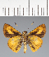 (Hesperiidae_gen sp. CF390 - CFC35555)  @11 [ ] copyright (2023) Center For Collection-Based Research Center For Collection-Based Research