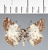  (Hesperiidae_gen sp. CF275 - CFC35589)  @11 [ ] copyright (2023) Center For Collection-Based Research Center For Collection-Based Research