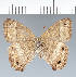  (Graphita - CFC35597)  @11 [ ] copyright (2022) Center For Collection-Based Research Center For Collection-Based Research