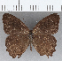  (Rareuptychia - CFC35628)  @11 [ ] Copyright (2020) Christer Fahraeus Center For Collection-Based Research