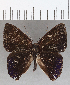  ( - CFC35630)  @11 [ ] Copyright (2020) Christer Fahraeus Center For Collection-Based Research