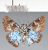  (Hesperiidae_gen sp. CF284 - CFC35636)  @11 [ ] copyright (2023) Center For Collection-Based Research Center For Collection-Based Research