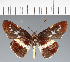  (Hesperiidae_gen sp. CF266 - CFC35643)  @11 [ ] copyright (2023) Center For Collection-Based Research Center For Collection-Based Research