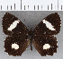  (Pedaliodes phaedra - CFC35669)  @11 [ ] copyright (2020) Christer Fahraeus Center For Collection-Based Research