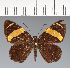  (Hesperiidae_gen sp. CF396 - CFC35714)  @11 [ ] copyright (2023) Center For Collection-Based Research Center For Collection-Based Research