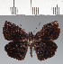  (Hesperiidae_gen sp. CF280 - CFC35715)  @11 [ ] copyright (2023) Center For Collection-Based Research Center For Collection-Based Research
