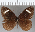  (Corderopedaliodes - CFC35748)  @11 [ ] copyright (2020) Christer Fahraeus Center For Collection-Based Research