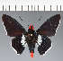  (Hesperiidae_gen sp. CF269 - CFC35792)  @11 [ ] copyright (2023) Center For Collection-Based Research Center For Collection-Based Research
