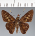  (Hesperiidae_gen sp. CF705 - CFC35822)  @11 [ ] copyright (2023) Center For Collection-Based Research Center For Collection-Based Research