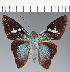  (Hesperiidae_gen sp. CF703 - CFC35824)  @11 [ ] copyright (2023) Center For Collection-Based Research Center For Collection-Based Research