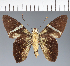  (Hesperiidae_gen sp. CF707 - CFC35831)  @11 [ ] copyright (2023) Center For Collection-Based Research Center For Collection-Based Research