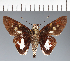  (Hesperiidae_gen sp. CF699 - CFC35832)  @11 [ ] copyright (2023) Center For Collection-Based Research Center For Collection-Based Research