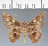  (Hesperiidae_gen sp. CF697 - CFC35834)  @11 [ ] copyright (2023) Center For Collection-Based Research Center For Collection-Based Research