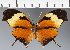  (Anaea sp. CF10 - CFC35850)  @11 [ ] copyright (2023) Center For Collection-Based Research Center For Collection-Based Research