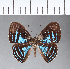  ( - CFC03589)  @11 [ ] Copyright (2018) Christer Fahraeus Center For Collection-Based Research
