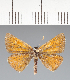  (Hesperiidae_gen sp. CF283 - CFC35917)  @11 [ ] copyright (2023) Center For Collection-Based Research Center For Collection-Based Research