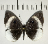  ( - CFC03592)  @11 [ ] Copyright (2018) Christer Fahraeus Center For Collection-Based Research